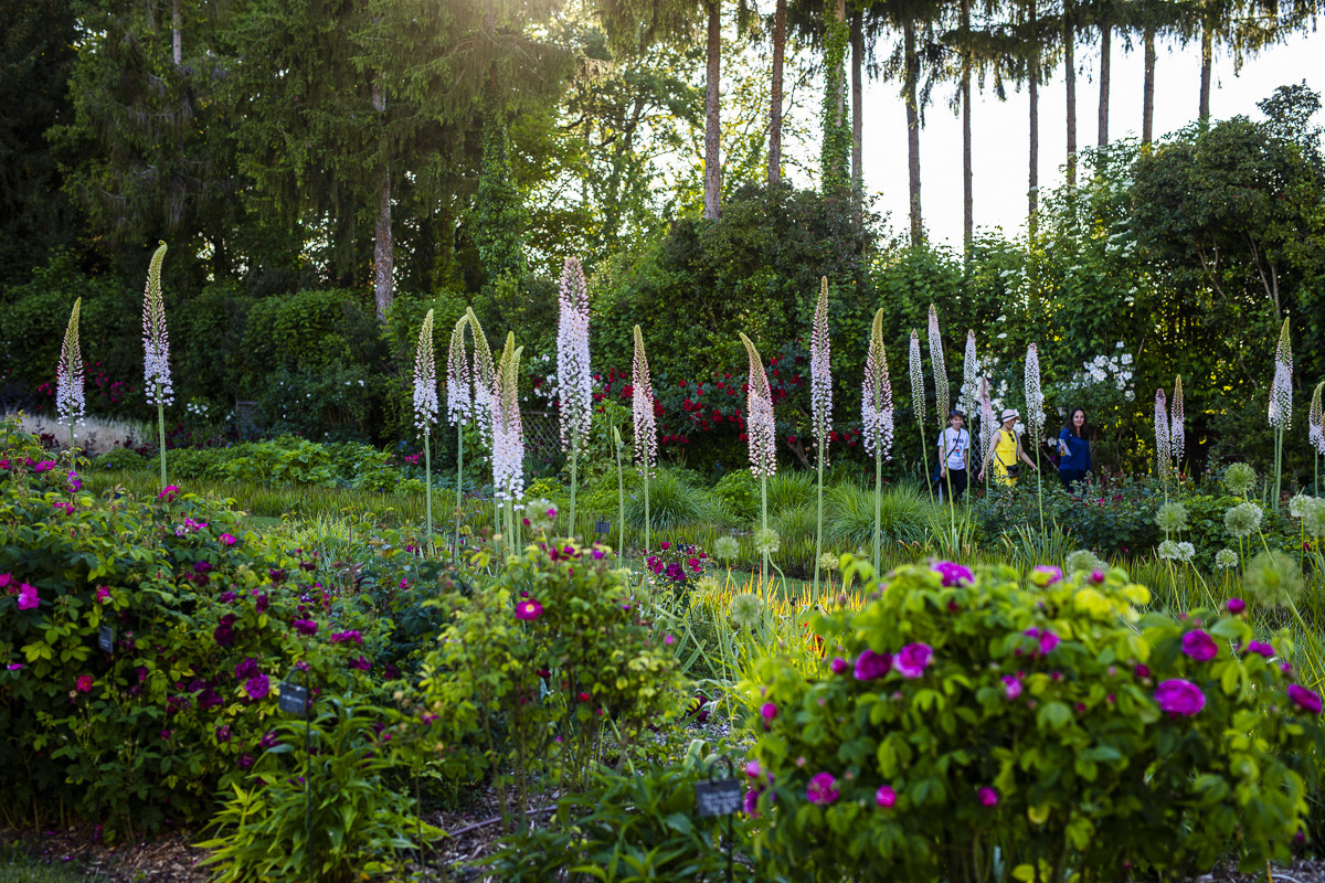 Fête des roses château du Rivau