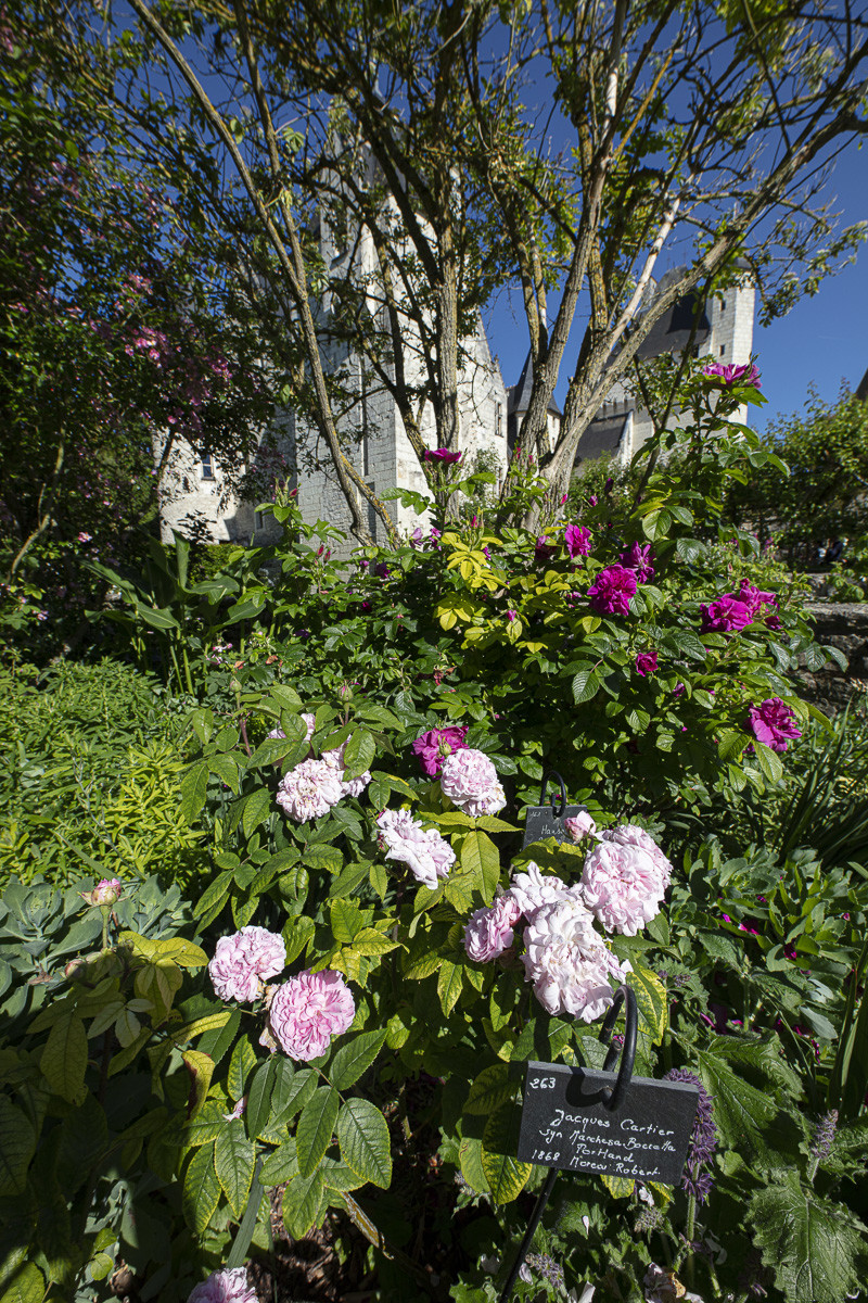 Fête des roses château du Rivau