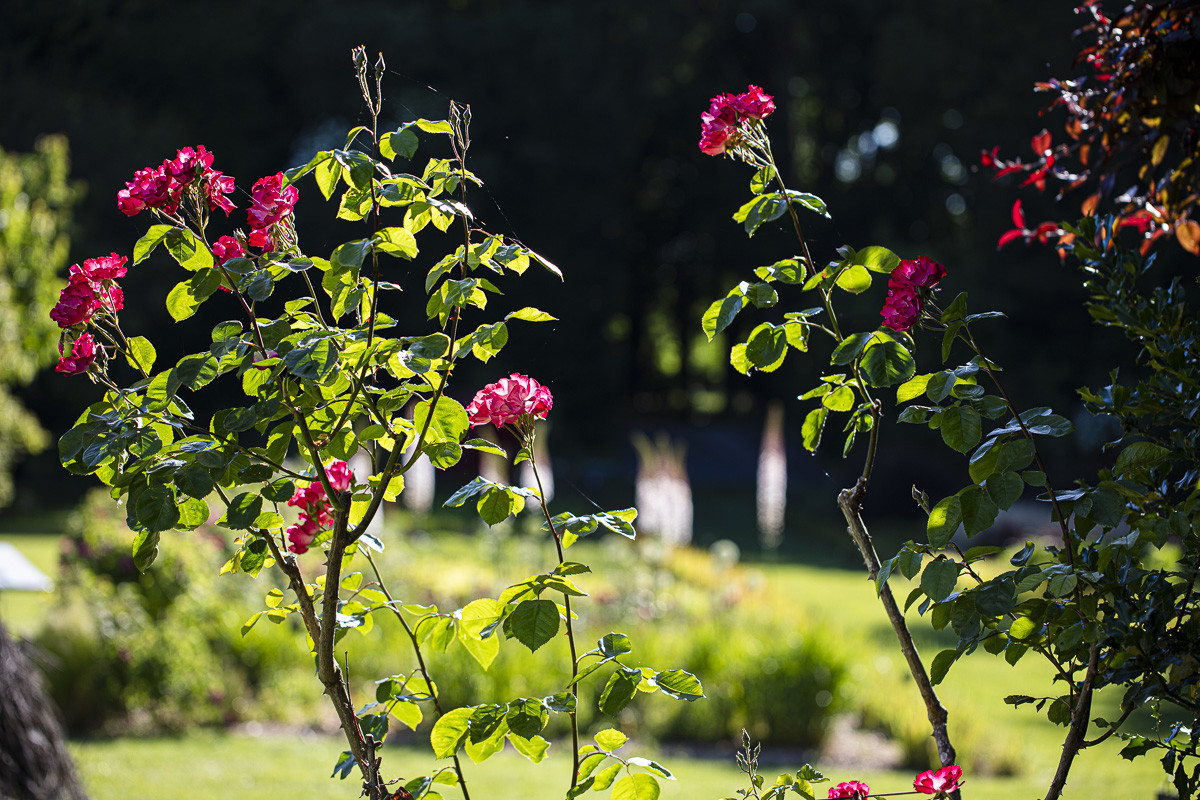 Fête des roses château du Rivau