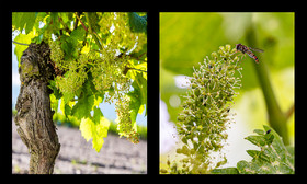 montage dyptique_75_08_web.jpg