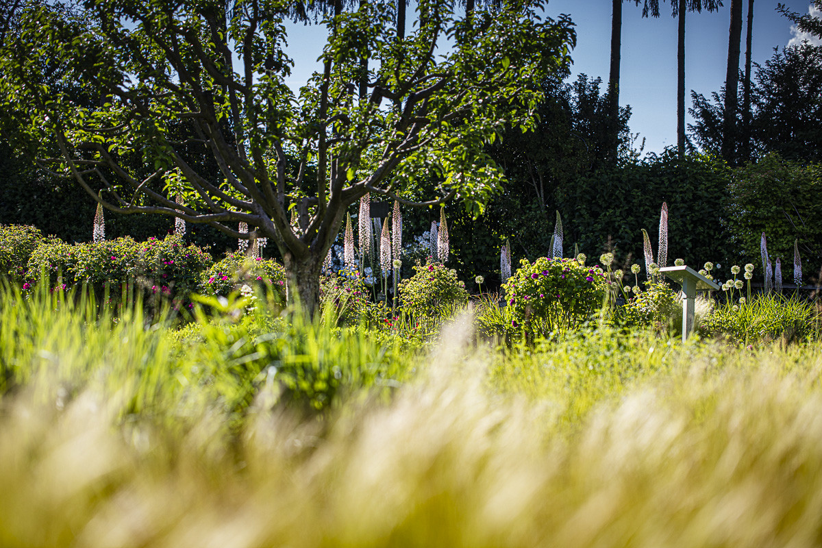 Fête des roses château du Rivau