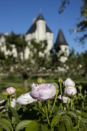 Fête des roses château du Rivau