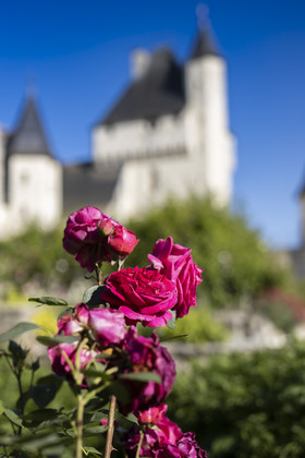 Fête des roses château du Rivau