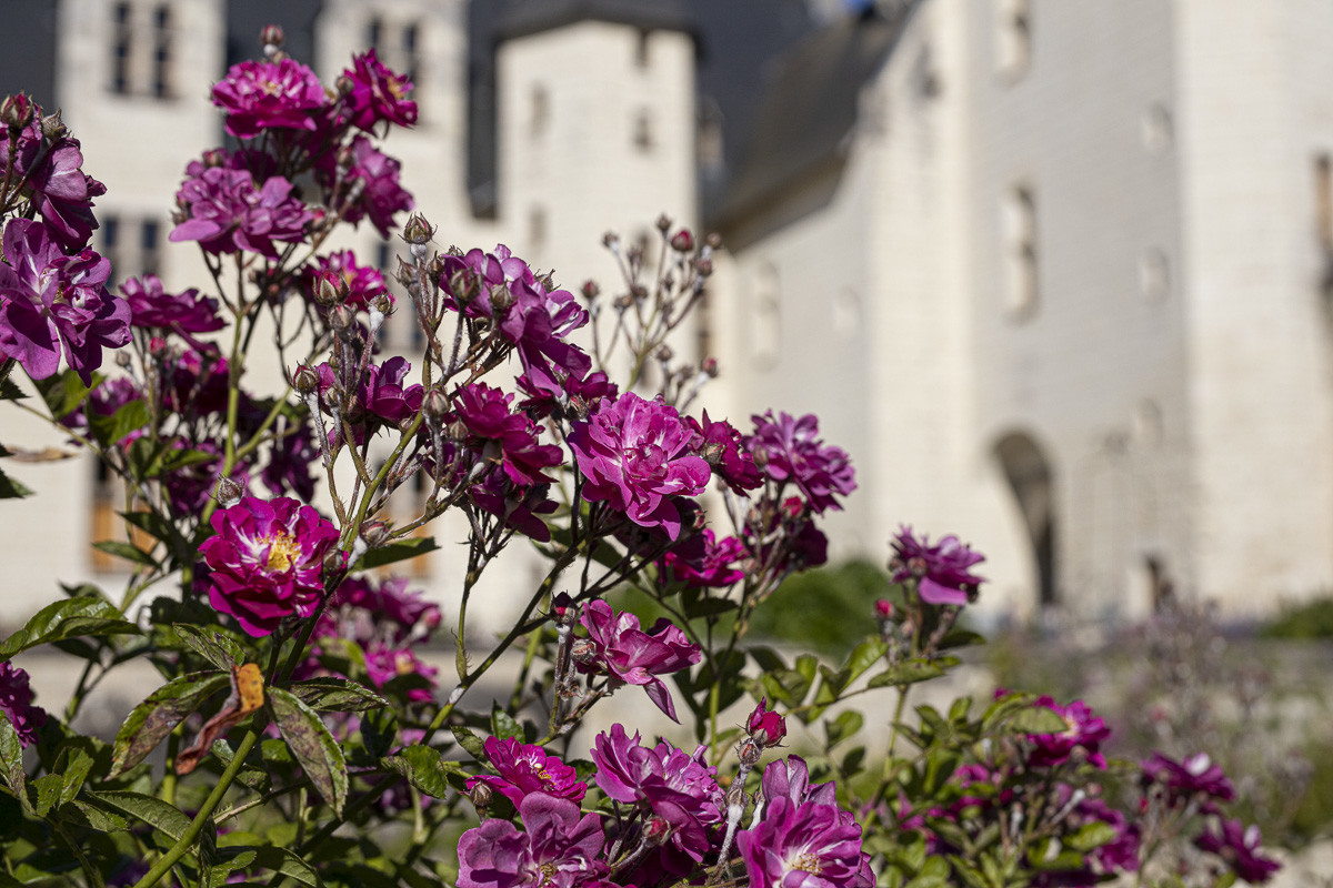 Fête des roses château du Rivau