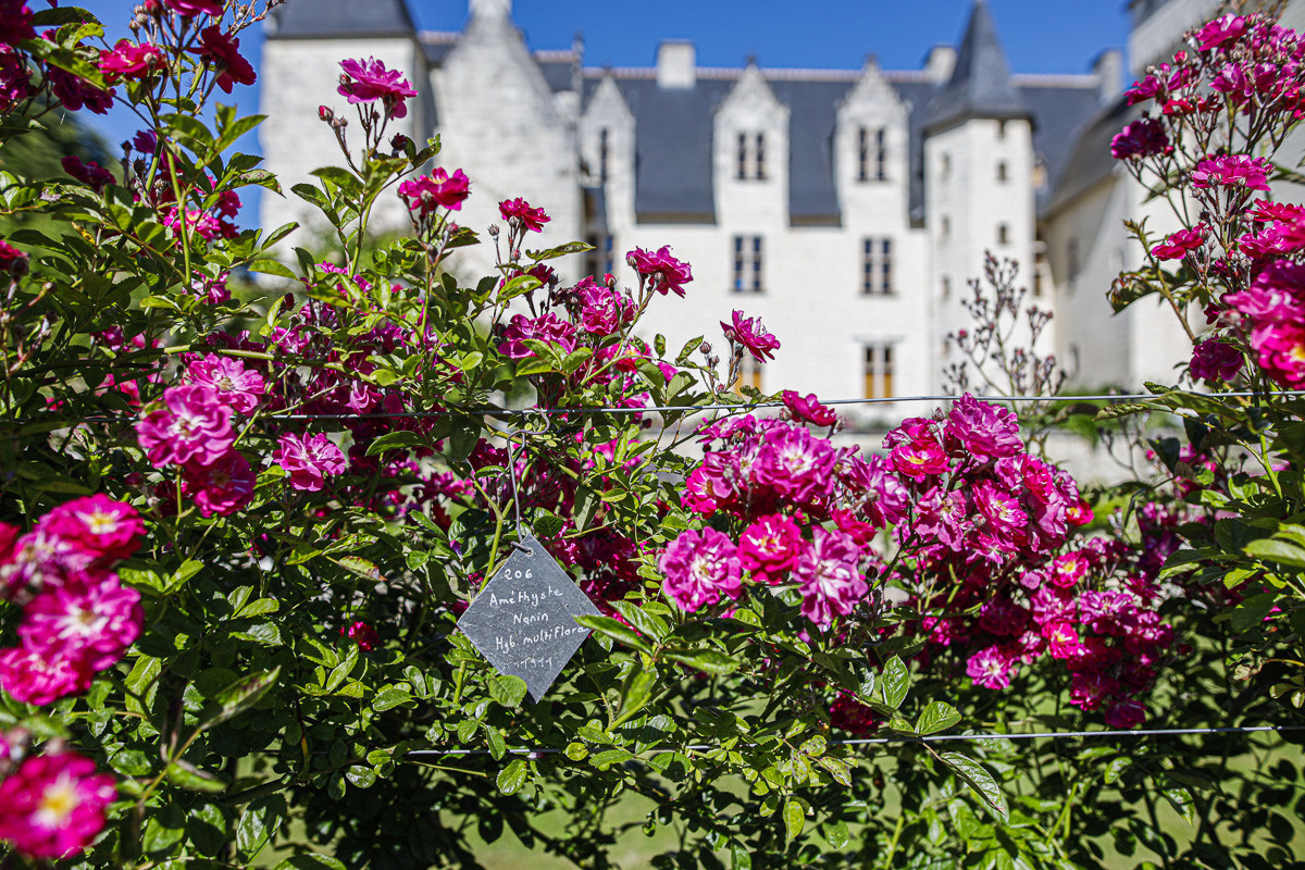 Fête des roses château du Rivau