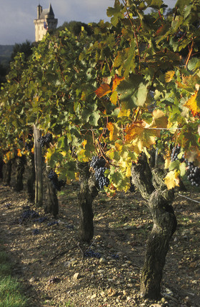 vigne château de Chinon en fond